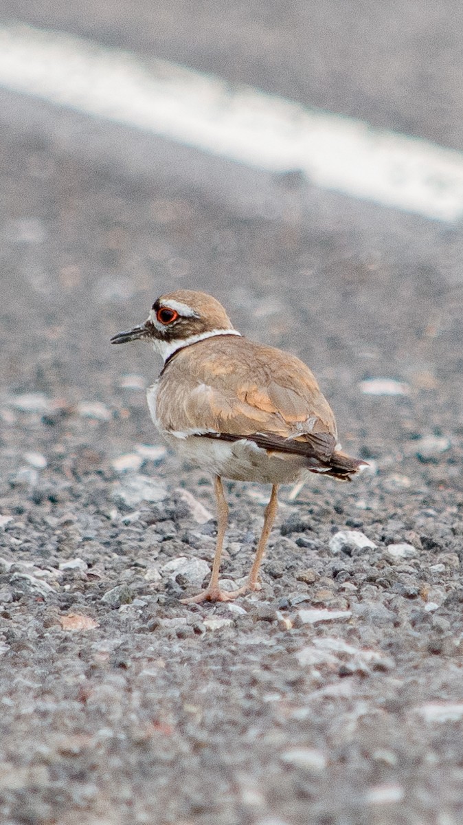 Killdeer - ML617904228