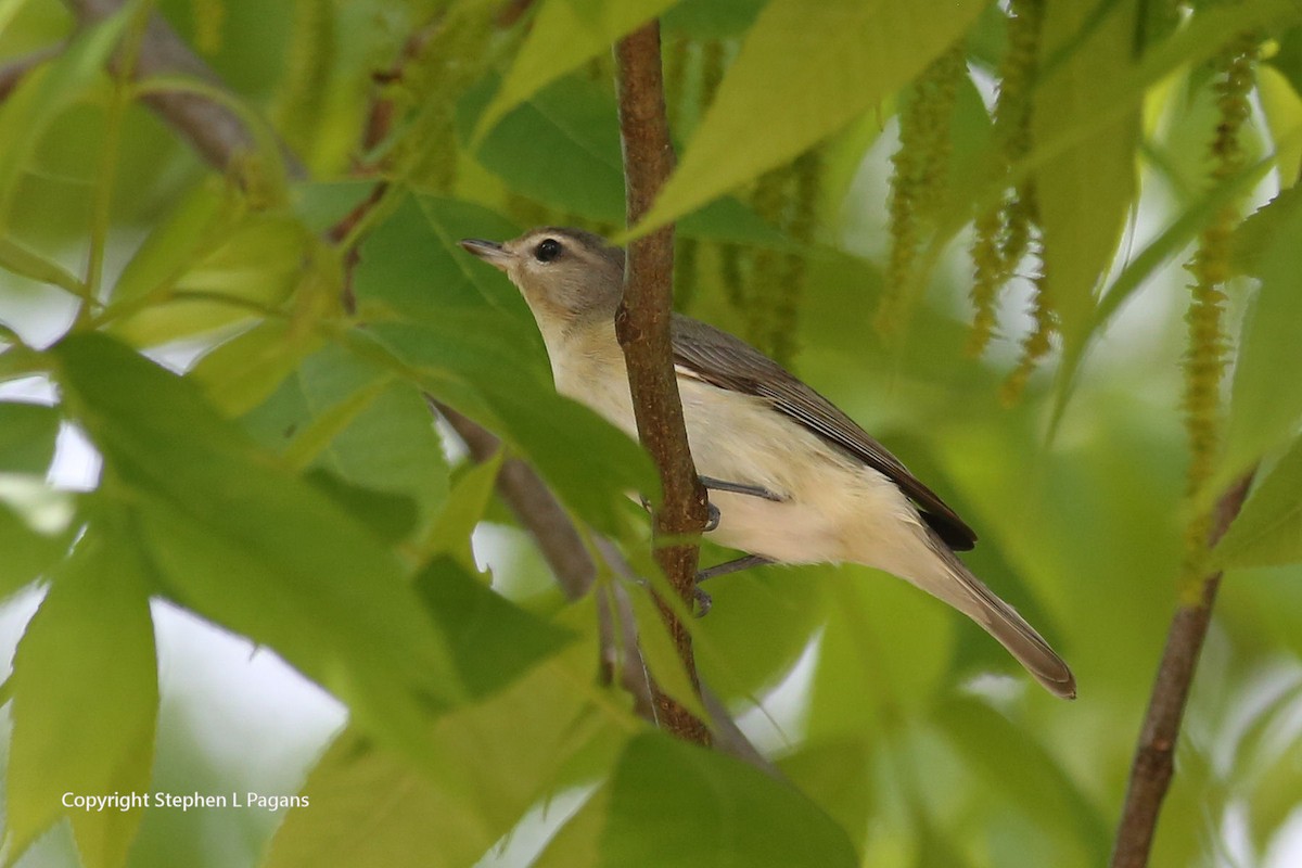 Warbling Vireo - ML617904278