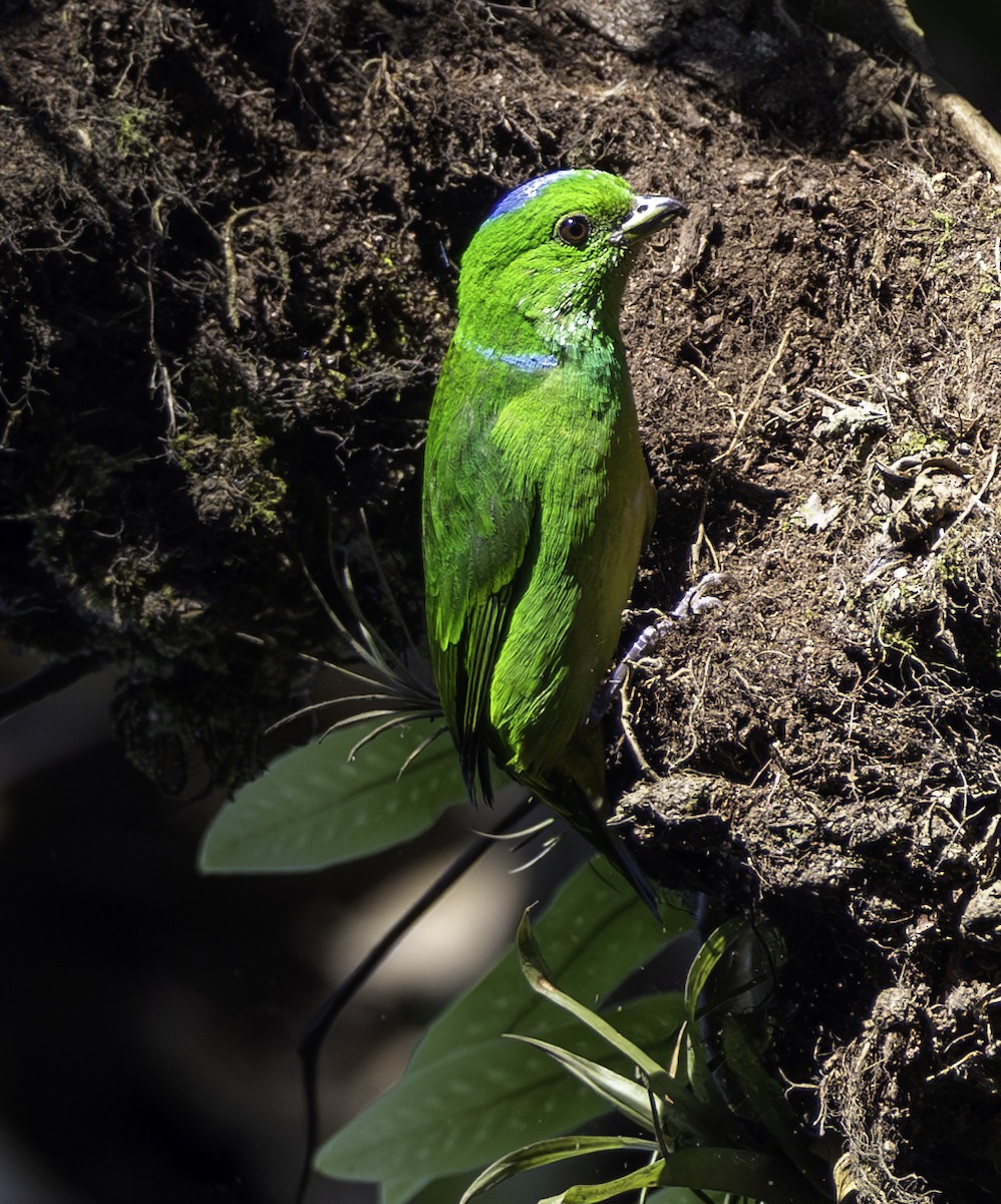 Blue-crowned Chlorophonia - ML617904316