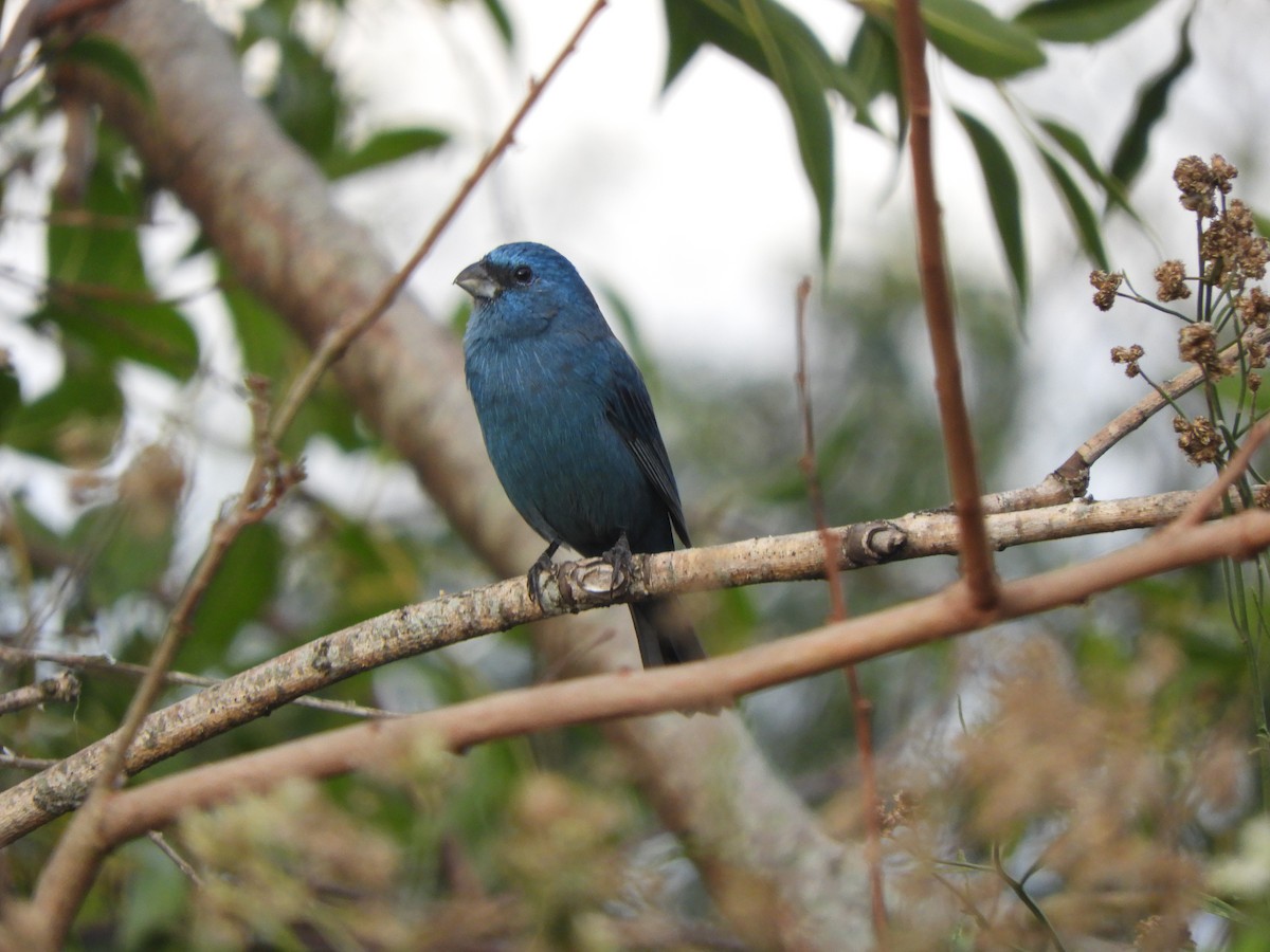 Glaucous-blue Grosbeak - Javier Alexander Piquillén Barboza