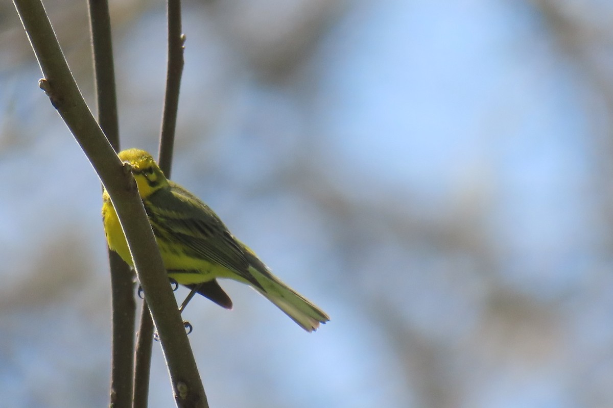 Prairie Warbler - Brenda Meese