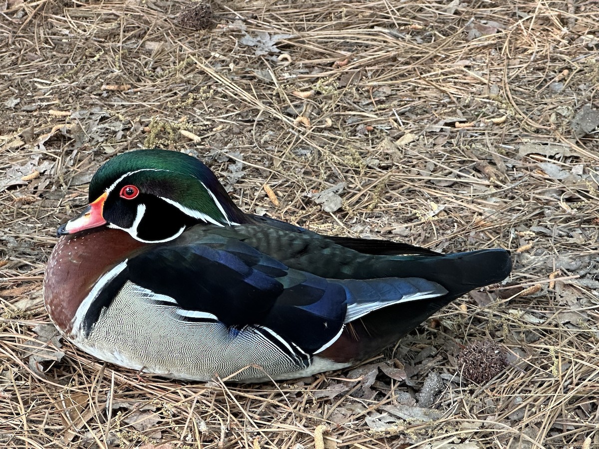 Wood Duck - ML617904383