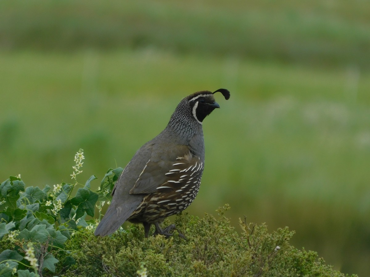 California Quail - ML617904385