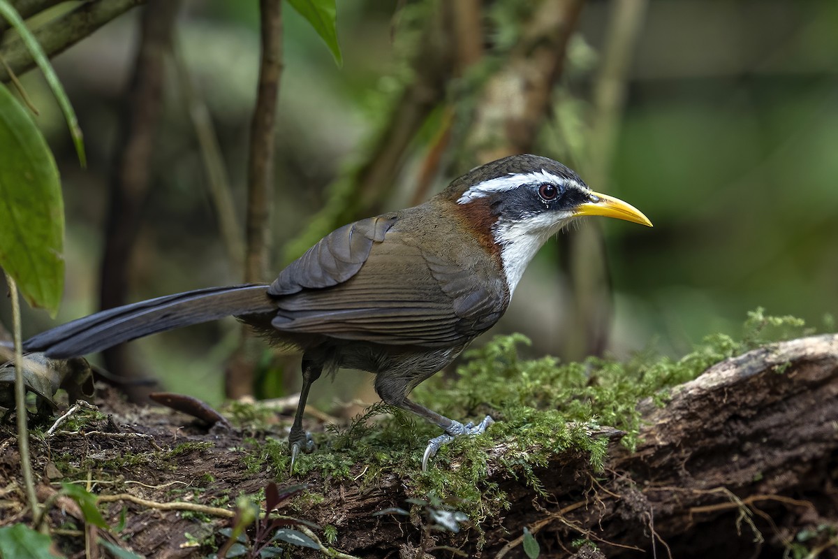 White-browed Scimitar-Babbler - ML617904470