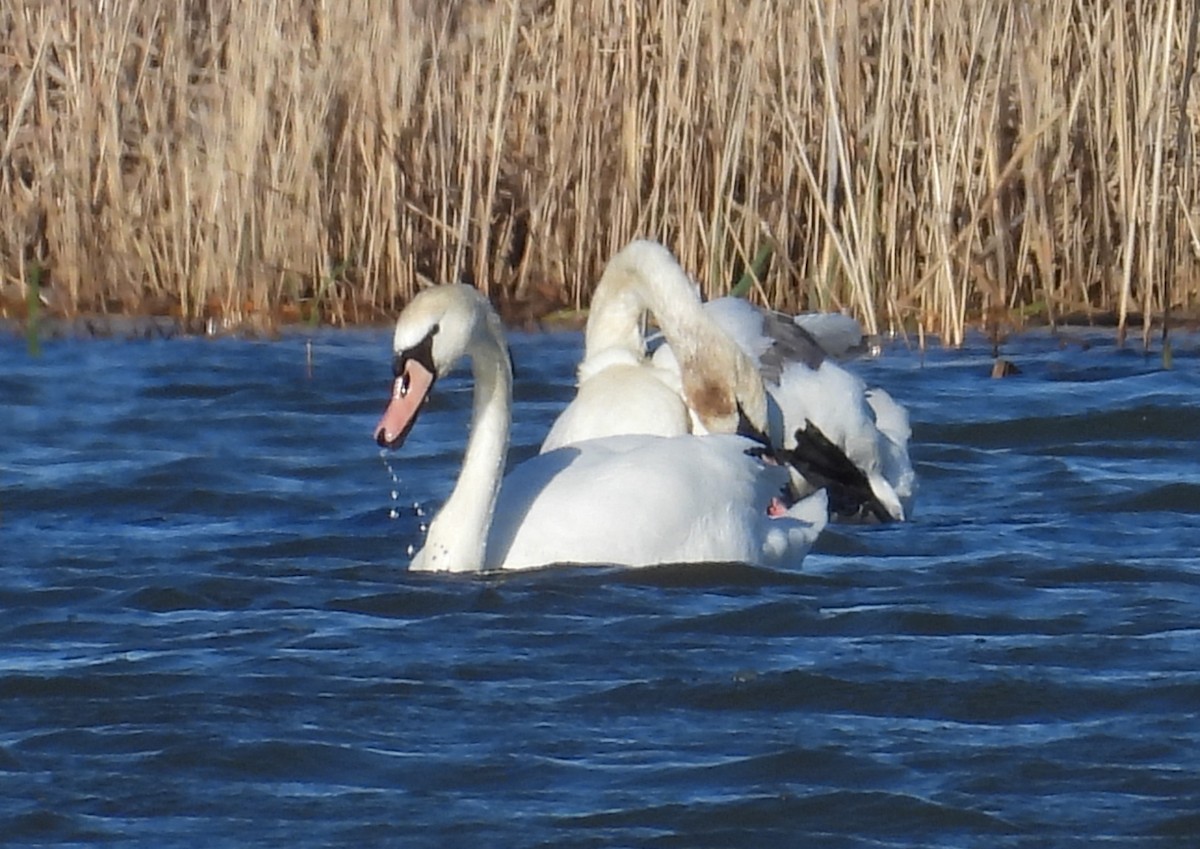 Mute Swan - ML617904473