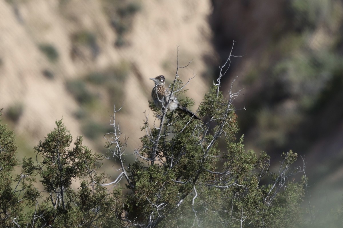 Greater Roadrunner - ML617904481