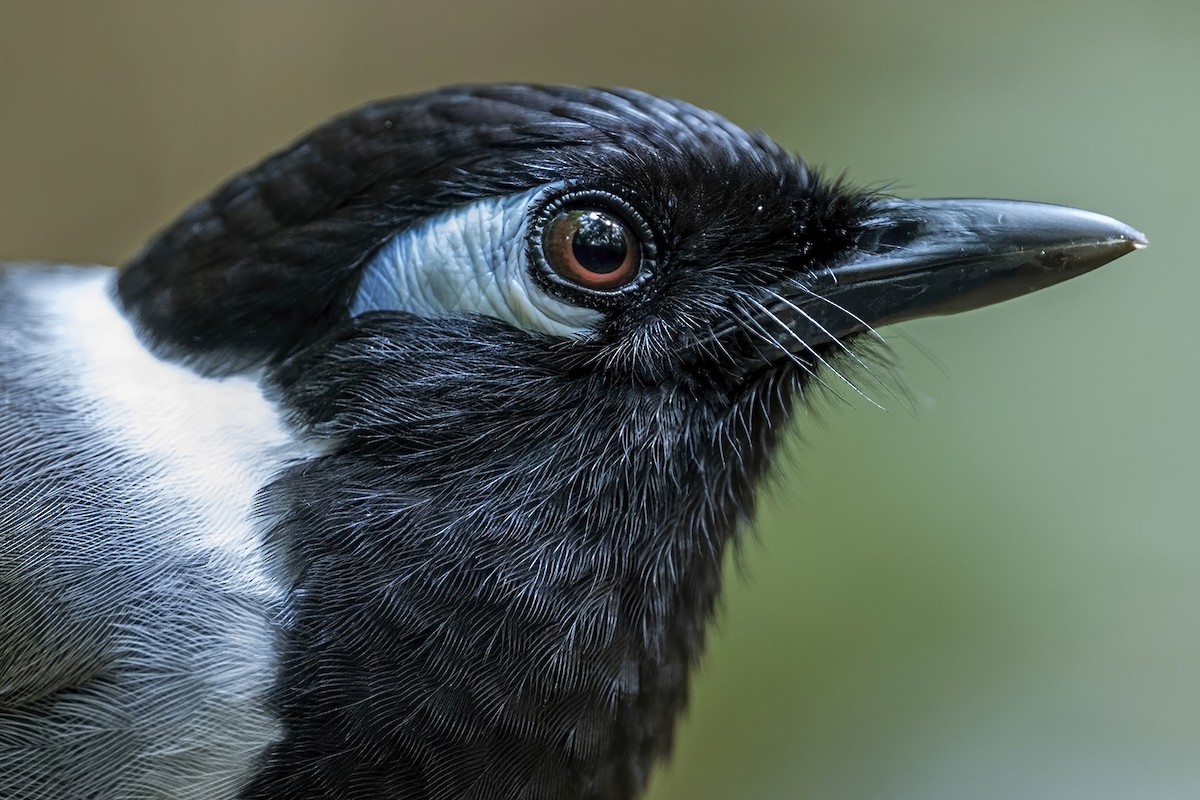 Black-hooded Laughingthrush - ML617904499