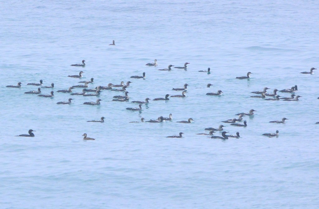 Pacific Loon - Mike Bush