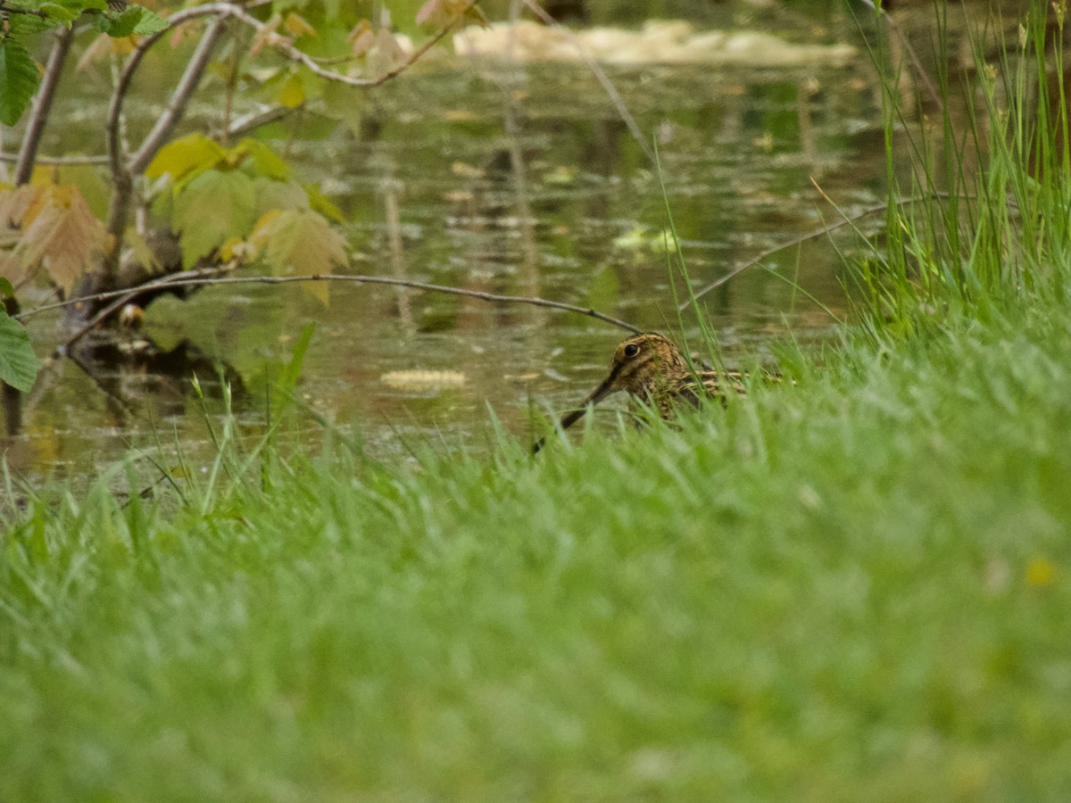 Wilson's Snipe - ML617904548