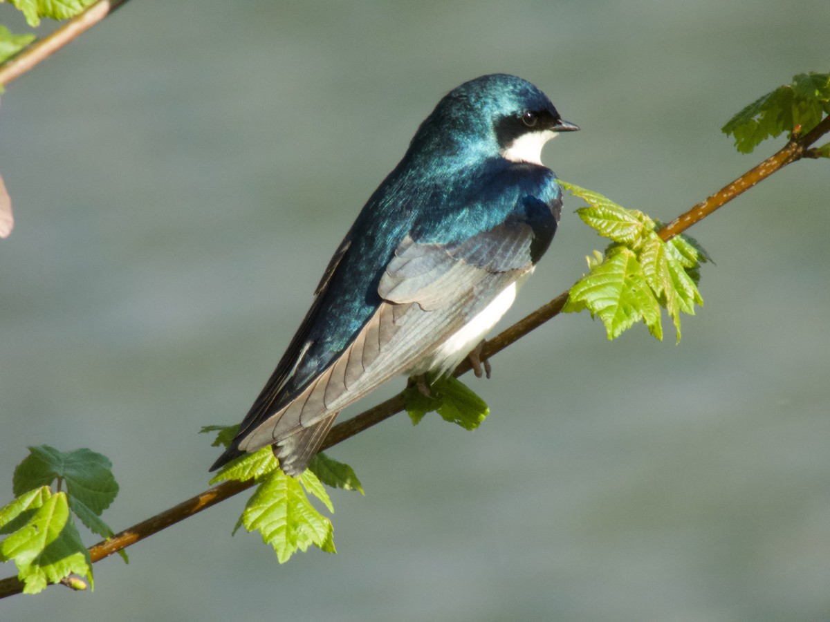 Tree Swallow - ML617904584