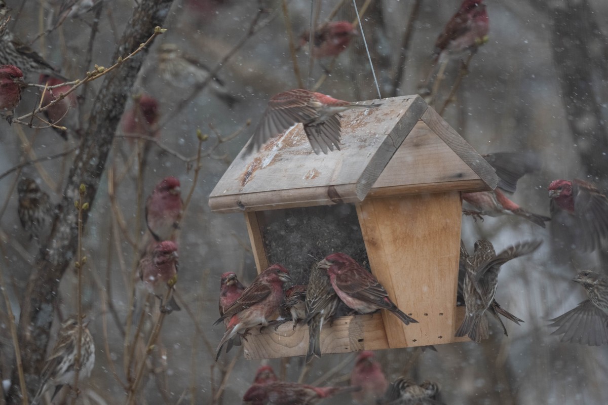 Purple Finch - ML617904601