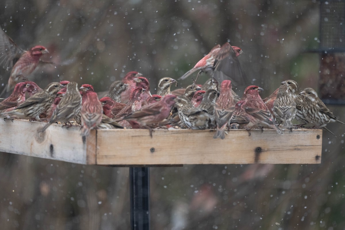 Purple Finch - ML617904602