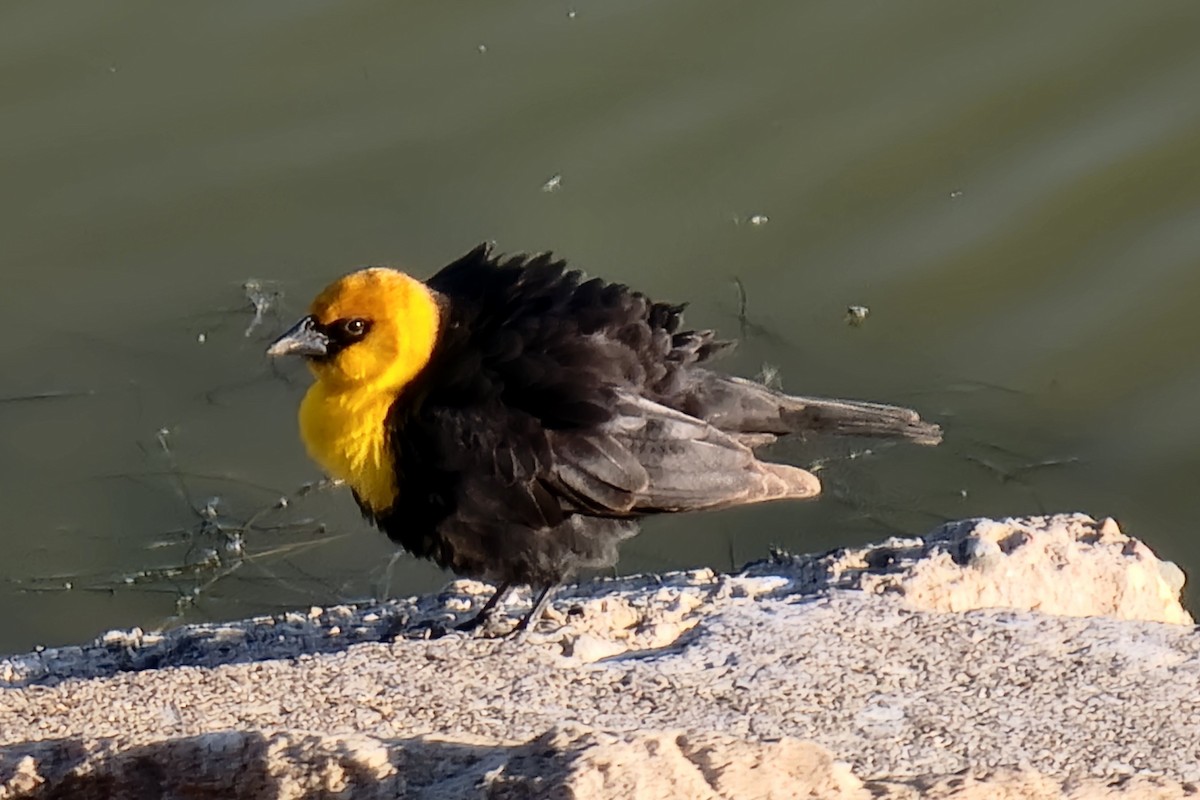 Yellow-headed Blackbird - Jamie Moon
