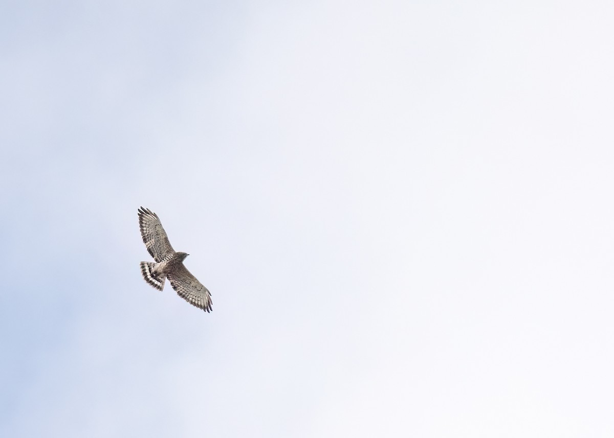 Broad-winged Hawk - ML617904606