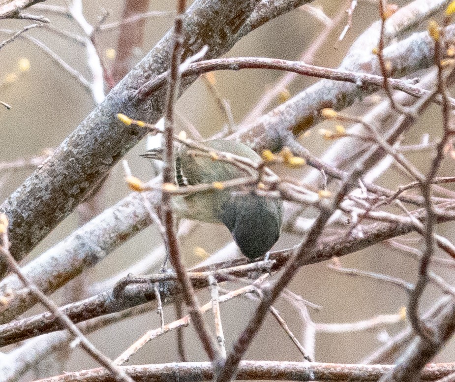 Cassin's Vireo - Dale Pate