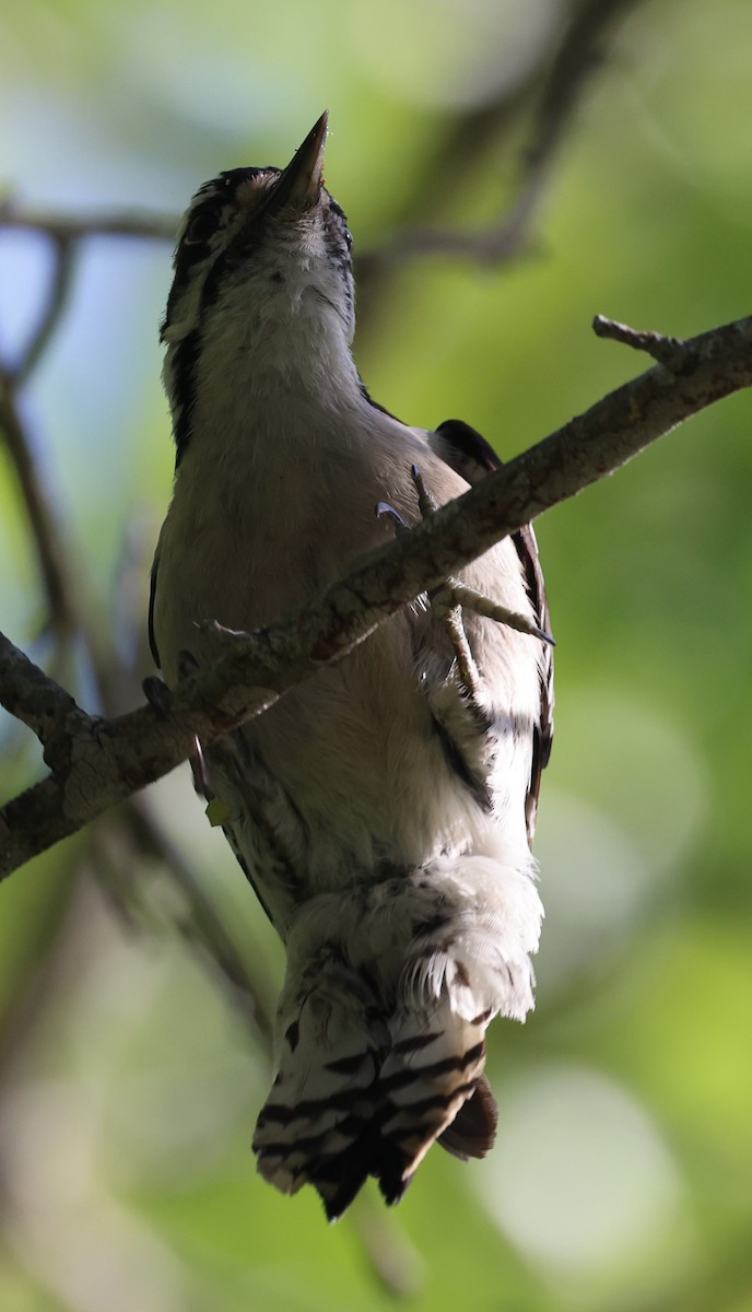 Downy Woodpecker - ML617904677