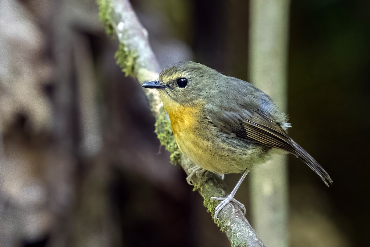 Snowy-browed Flycatcher - ML617904698