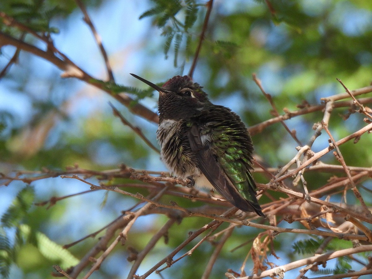 Anna's Hummingbird - ML617904710
