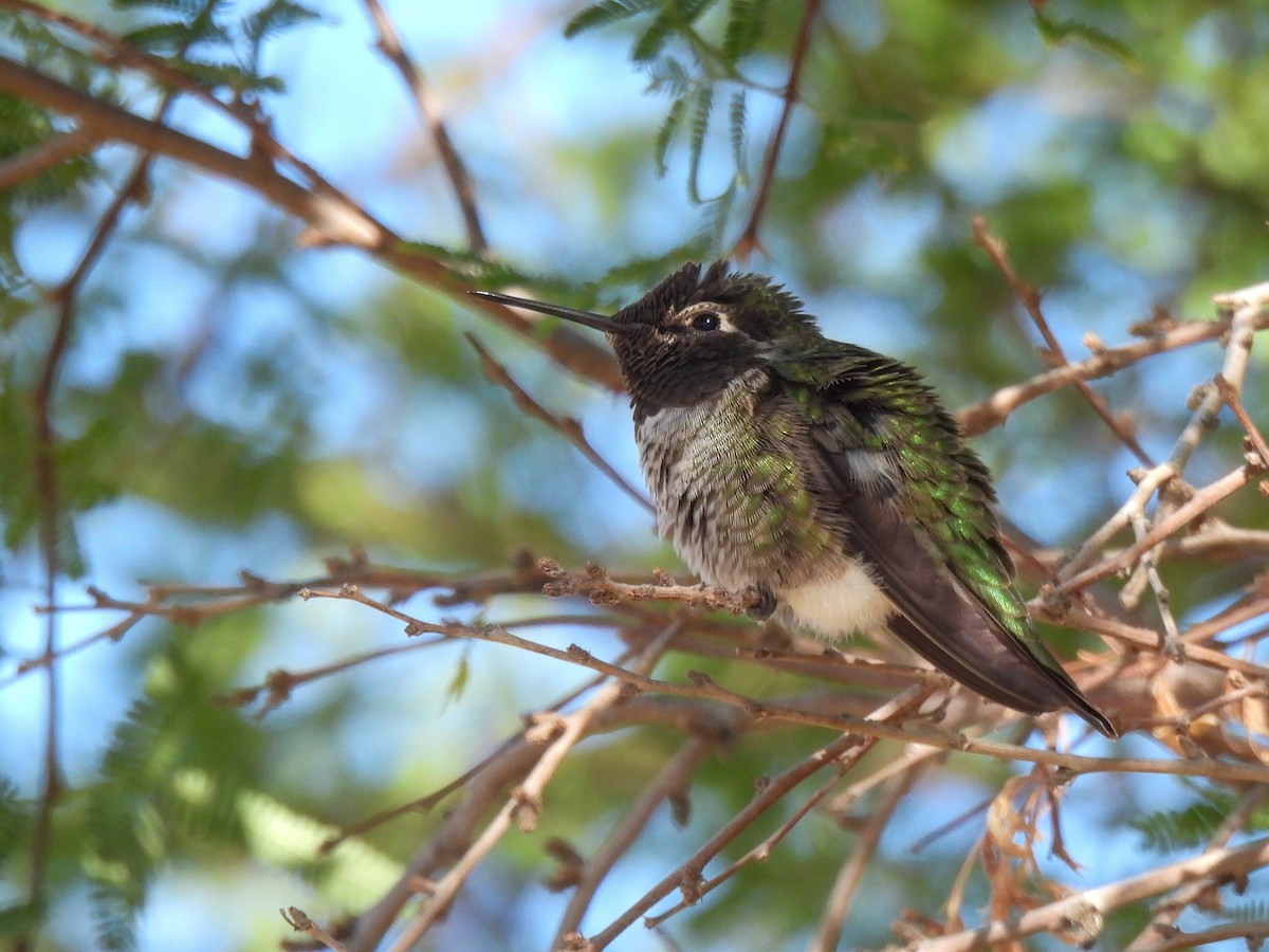 Anna's Hummingbird - ML617904711