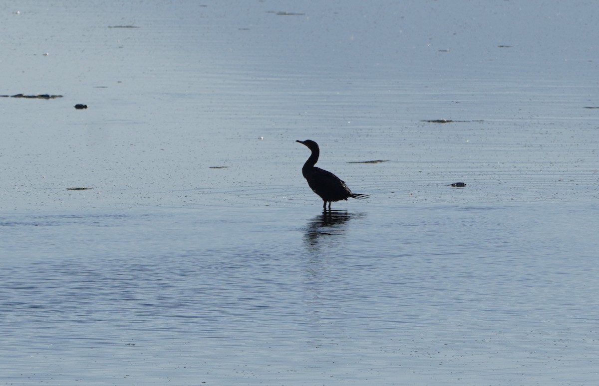 Double-crested Cormorant - ML617904712