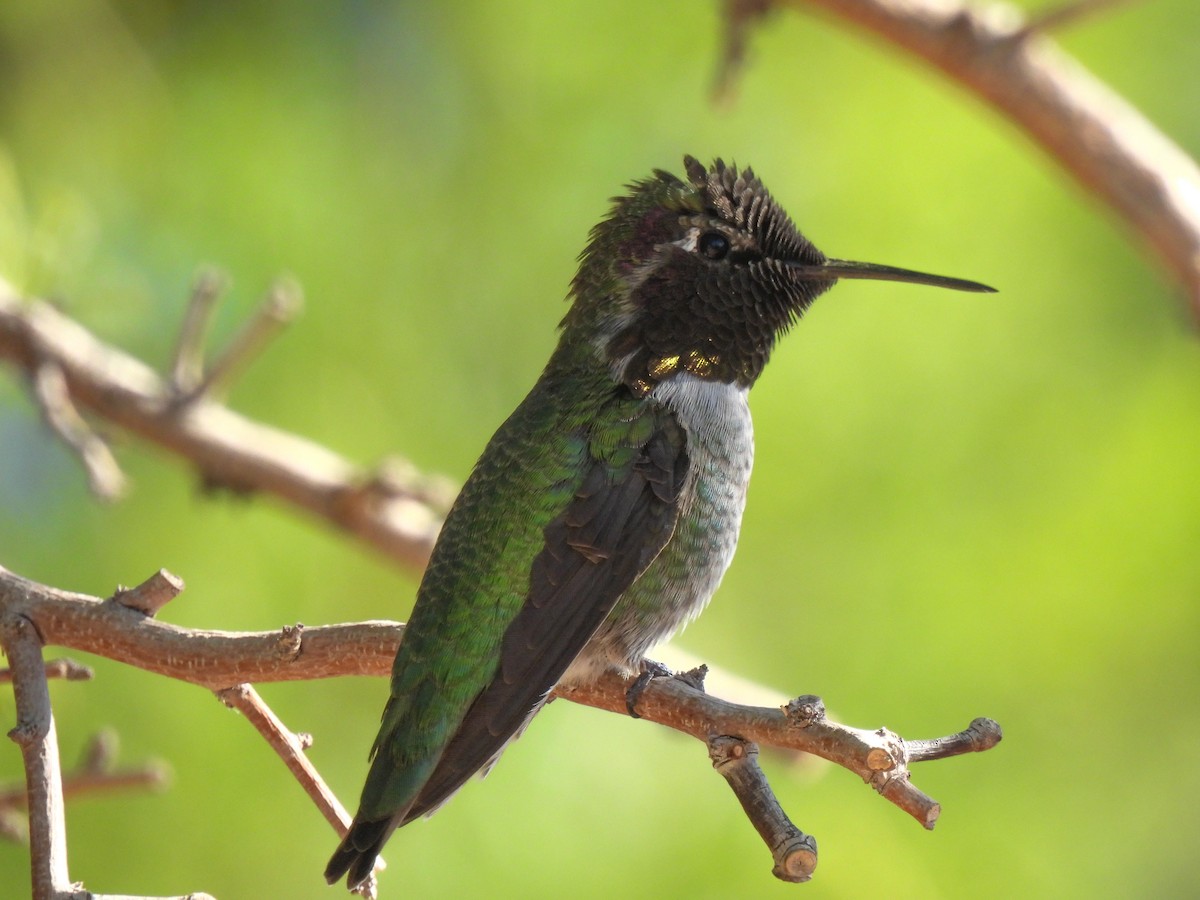 Anna's Hummingbird - ML617904713