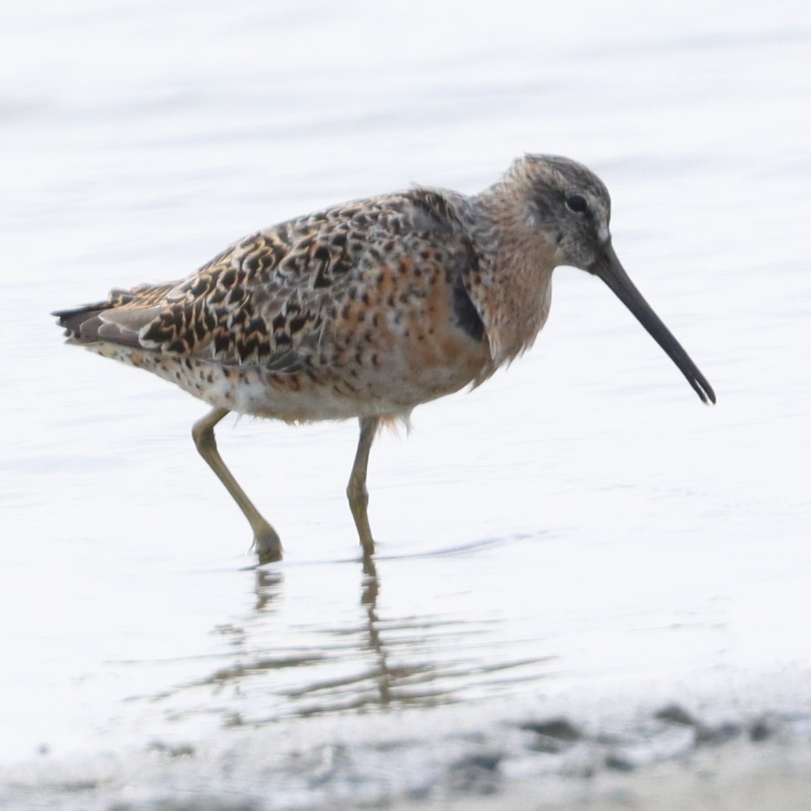 Short-billed Dowitcher - ML617904724