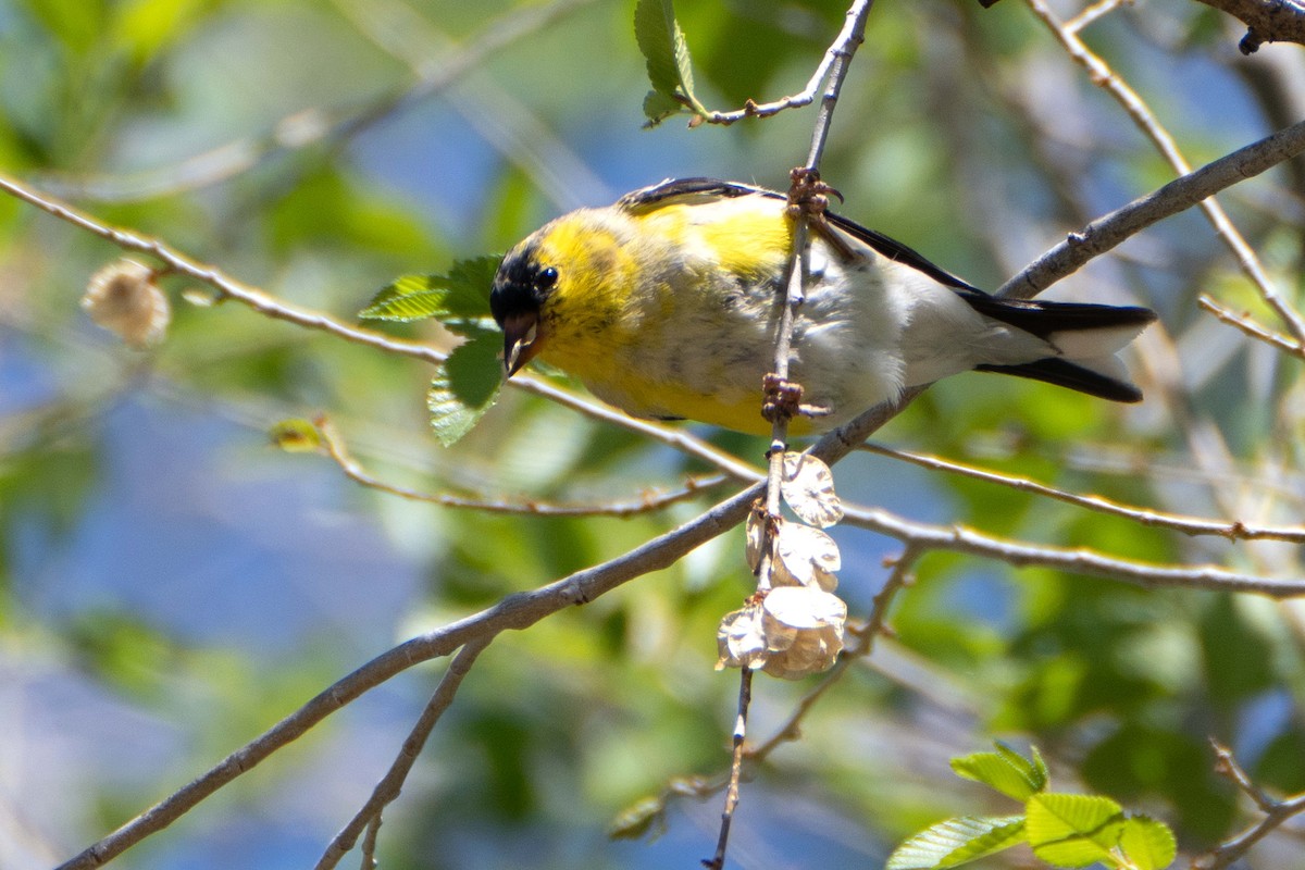 Chardonneret jaune - ML617904784