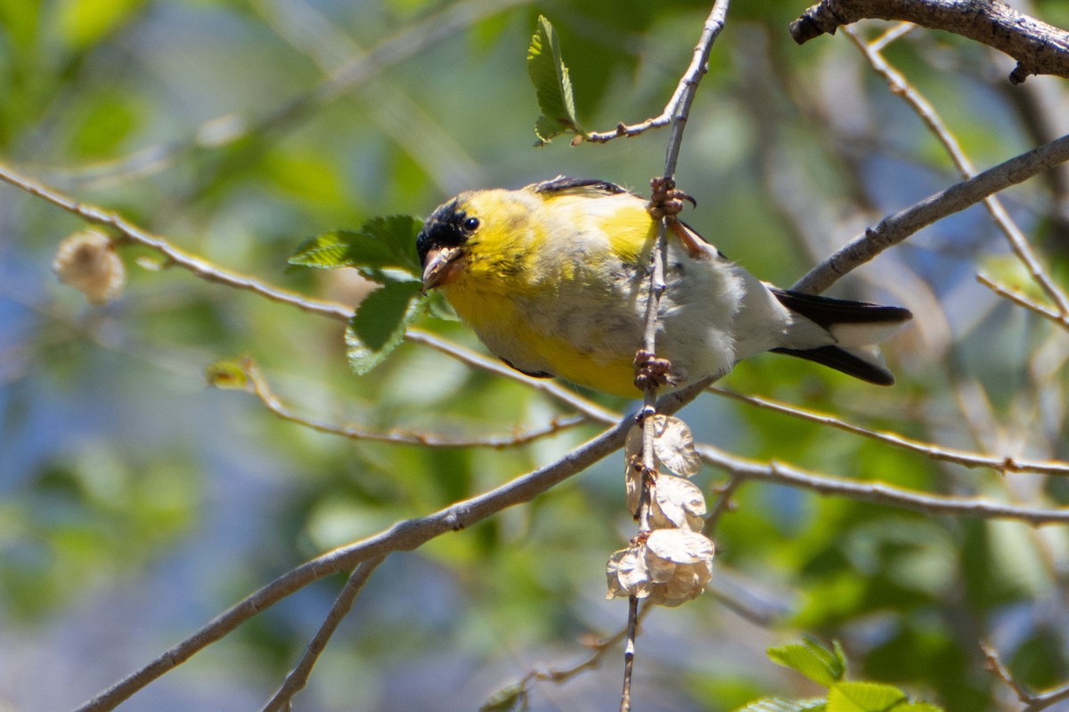 American Goldfinch - ML617904785