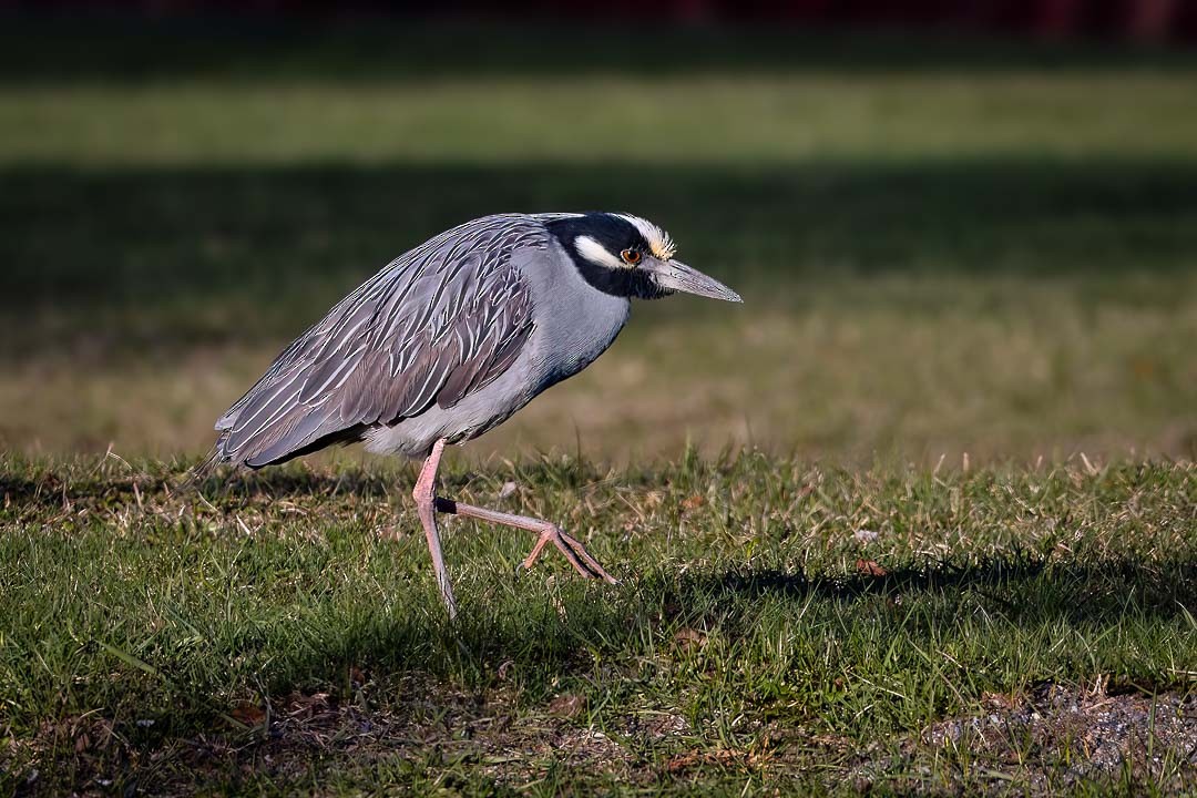 Yellow-crowned Night Heron - Sheri Minardi