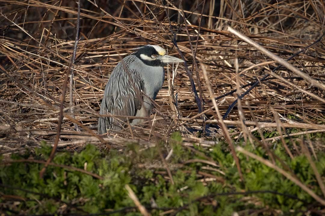 Yellow-crowned Night Heron - Sheri Minardi