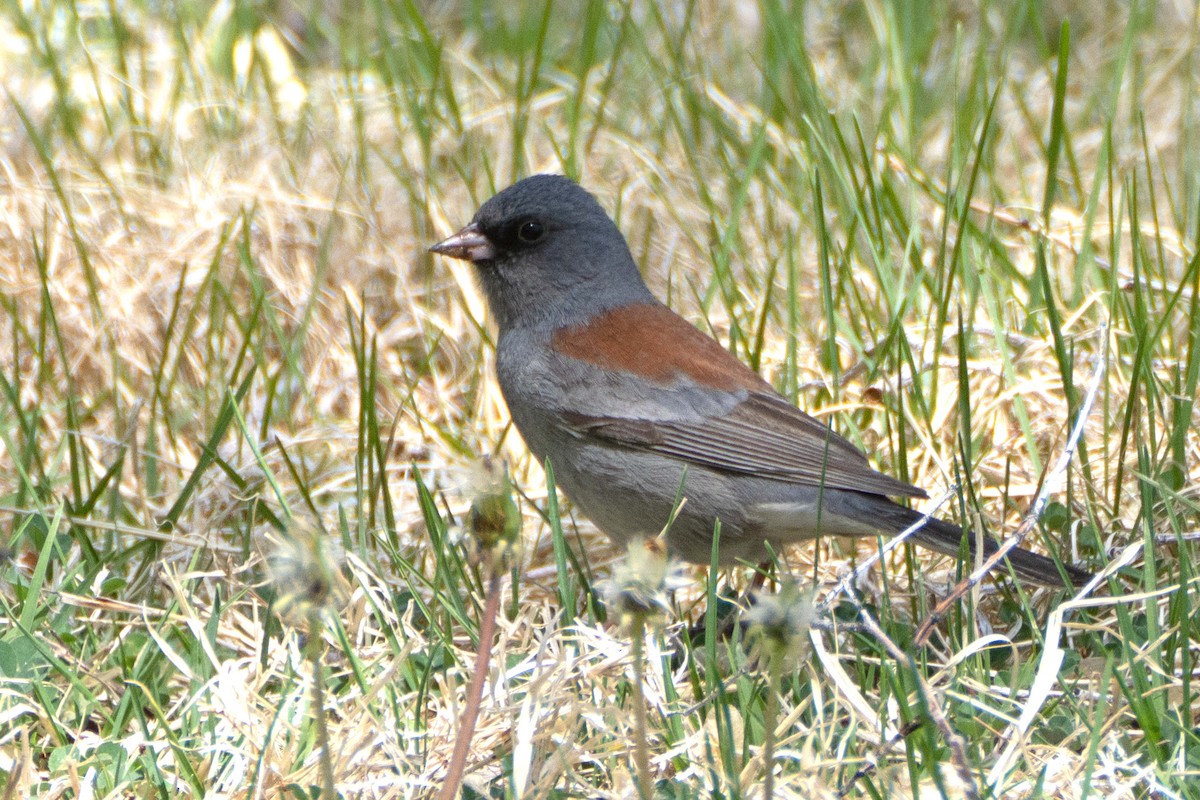 Junco Ojioscuro (caniceps) - ML617904907