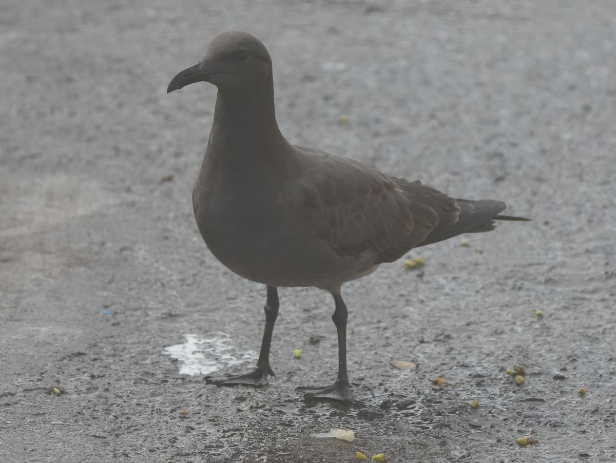 Lava Gull - Carlos Crocce