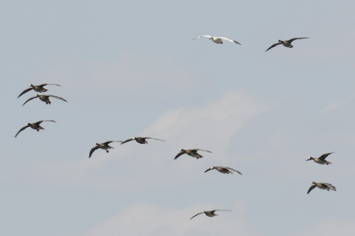 Greater White-fronted Goose - ML617904962