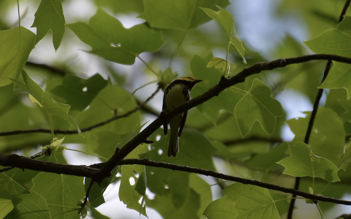 Black-throated Green Warbler - ML617904976