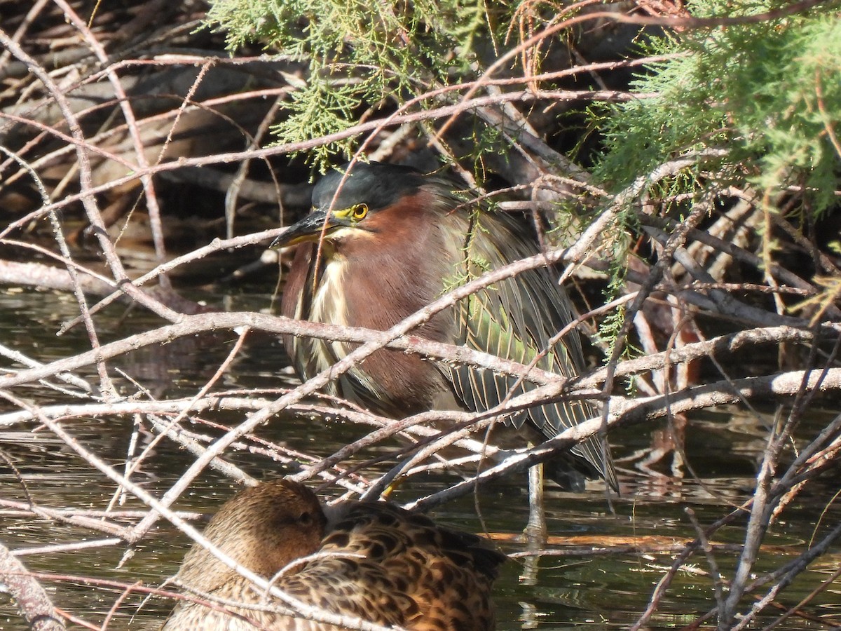 Green Heron - ML617904992