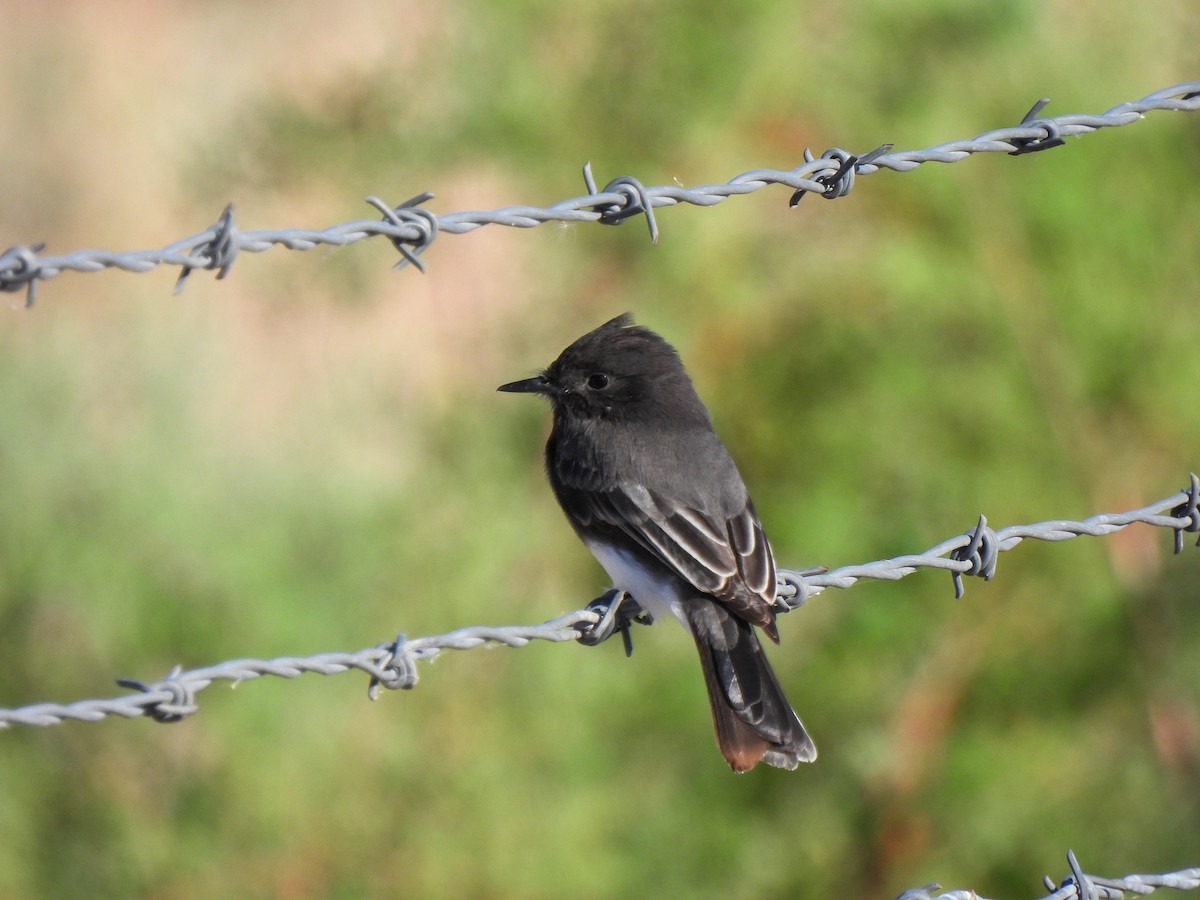 Black Phoebe - ML617904994