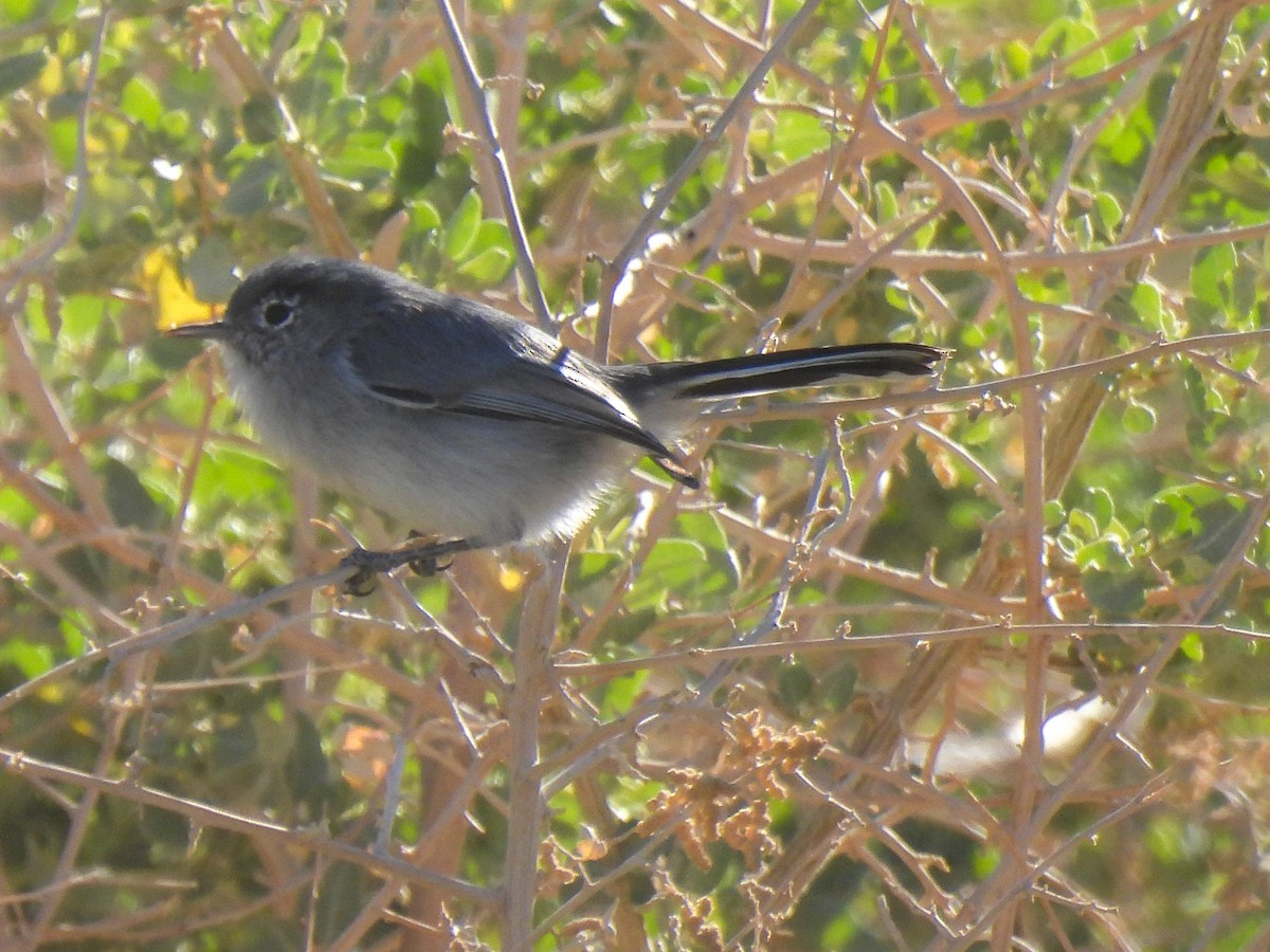 Black-tailed Gnatcatcher - ML617905004