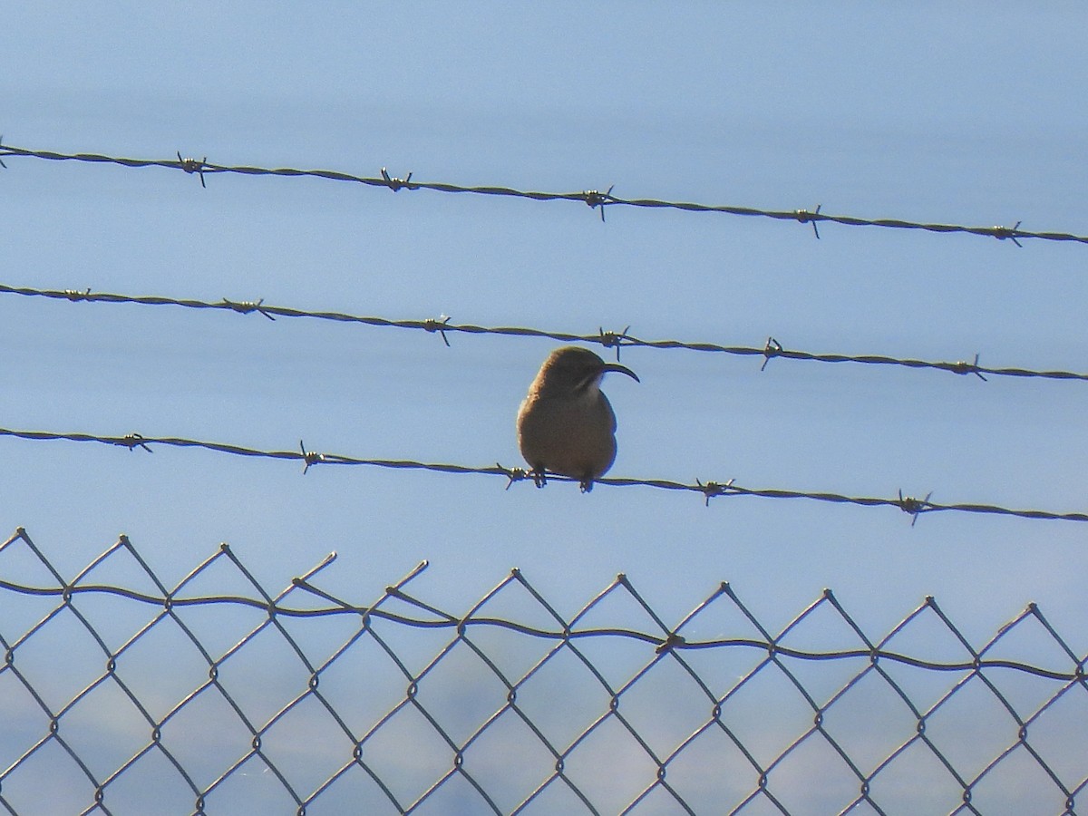 Crissal Thrasher - ML617905010