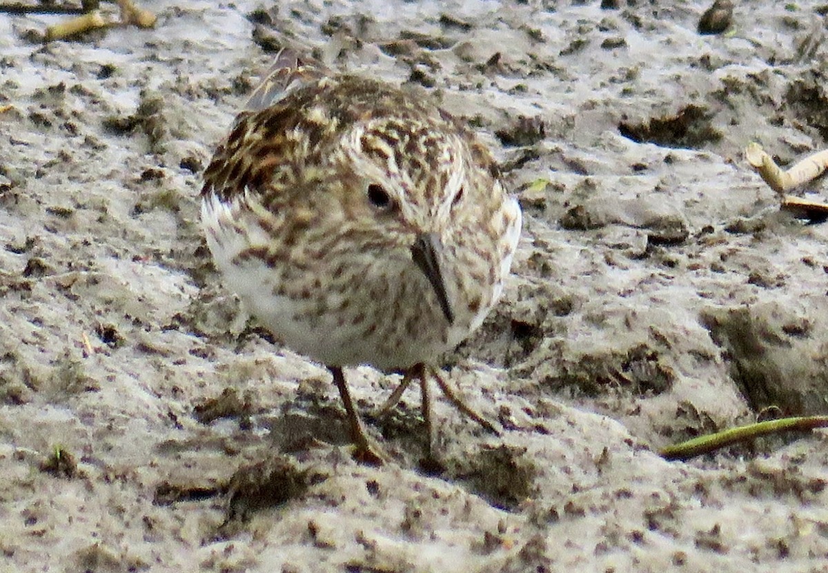 Least Sandpiper - ML617905015