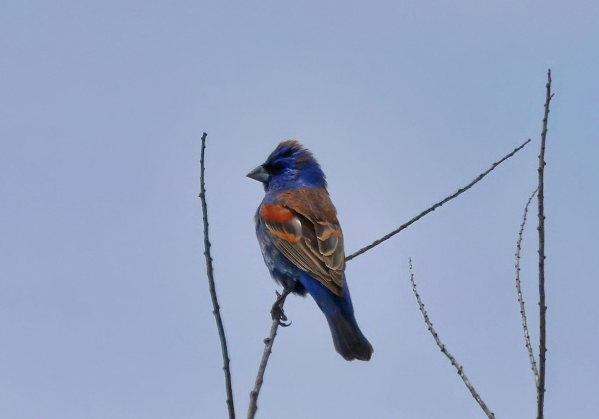 Blue Grosbeak - Greg Cross