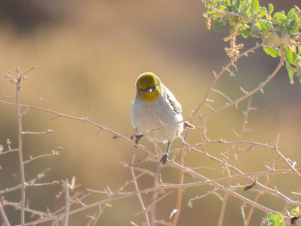 Verdin - ML617905023