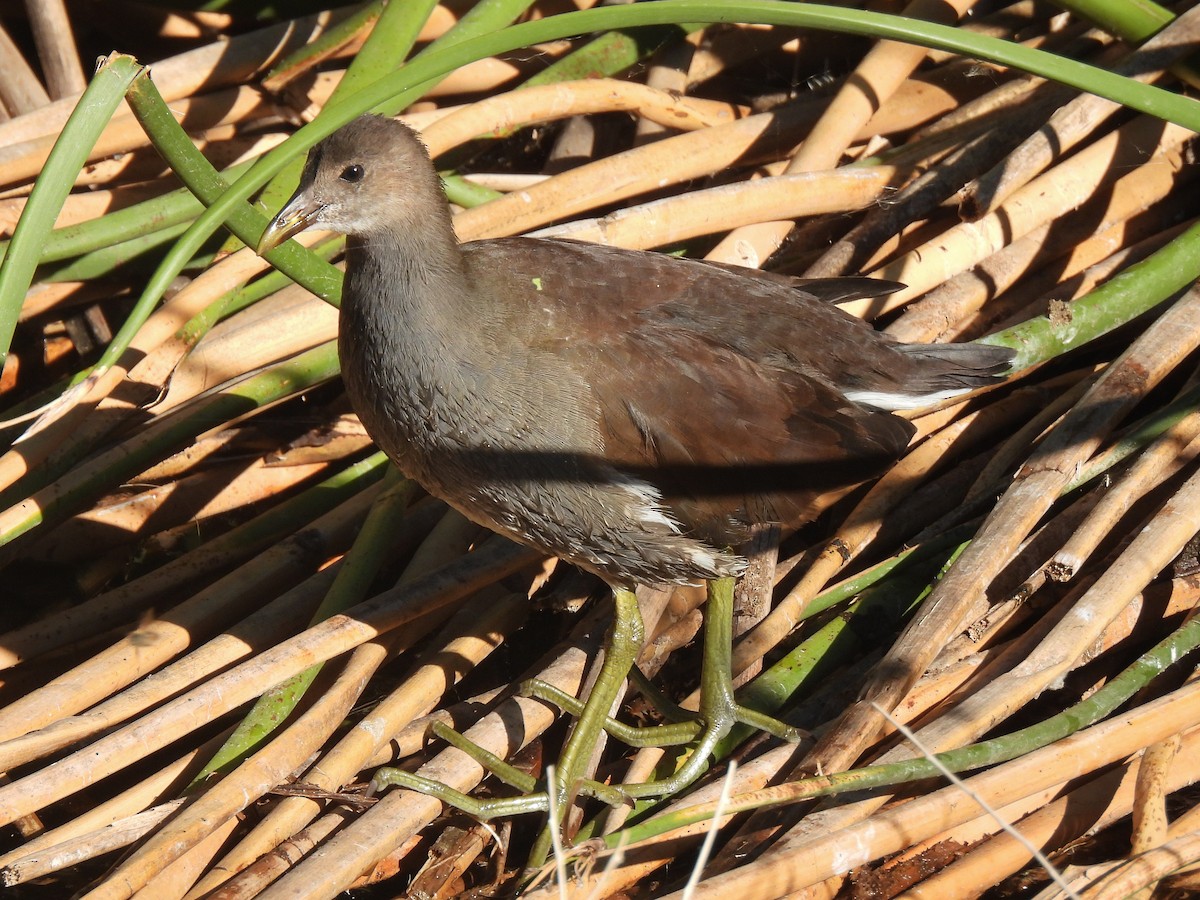 Common Gallinule - ML617905033