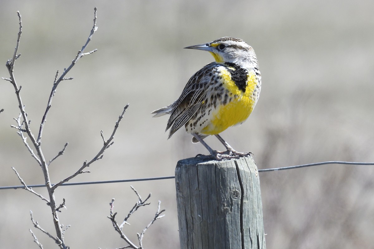 Western Meadowlark - ML617905088