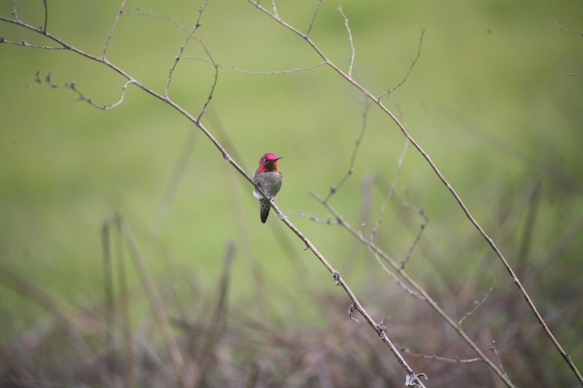 Anna's Hummingbird - ML617905098