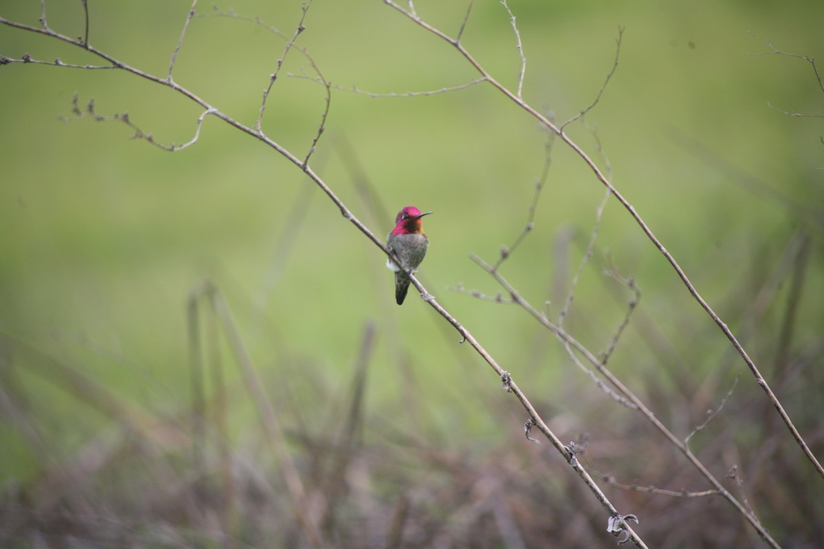 Anna's Hummingbird - ML617905099