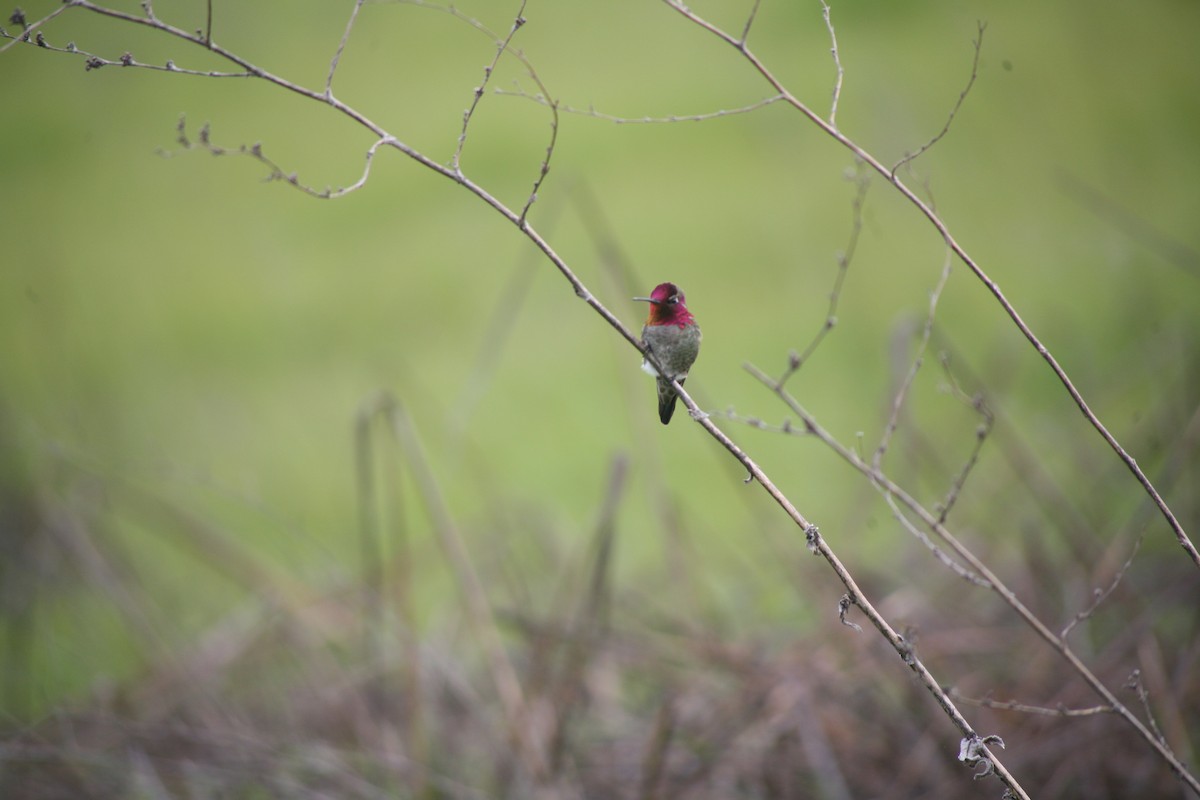 Anna's Hummingbird - ML617905100