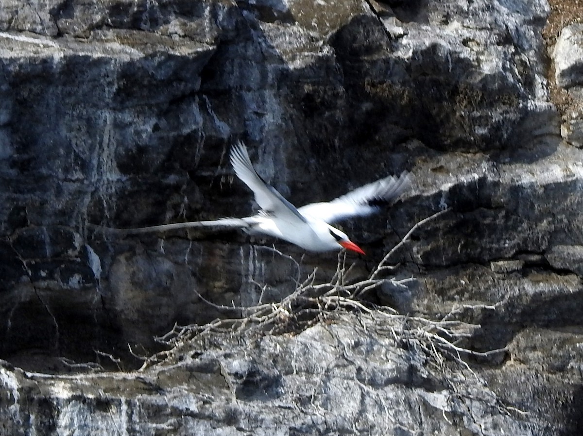 Red-billed Tropicbird - ML617905101