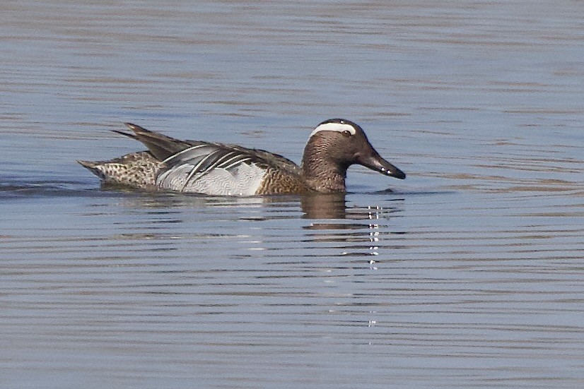 Garganey - Karl Bardon