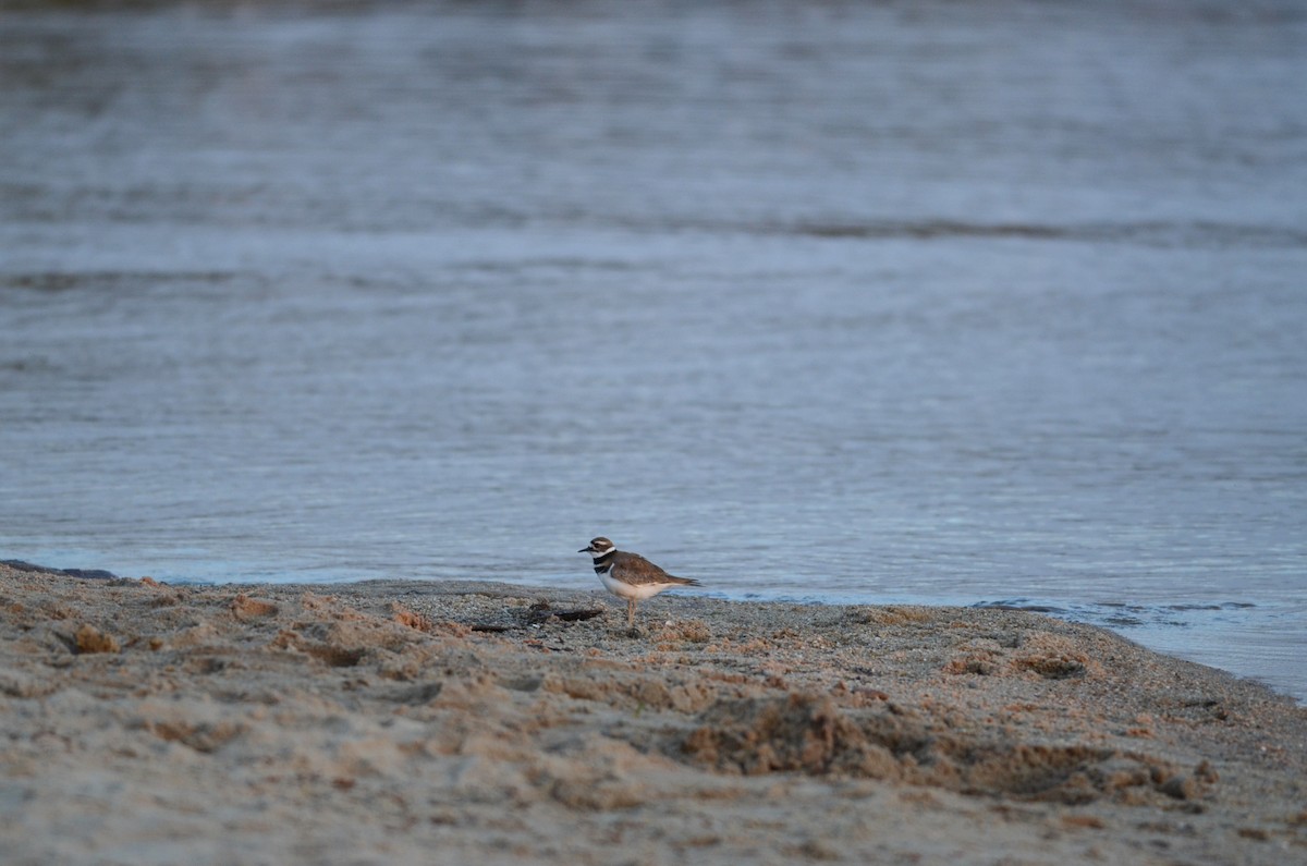 Killdeer - ML617905149