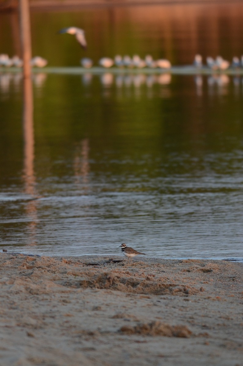 Killdeer - ML617905154